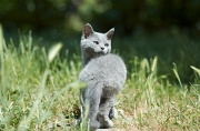 BRITISH SHORTHAIR C019